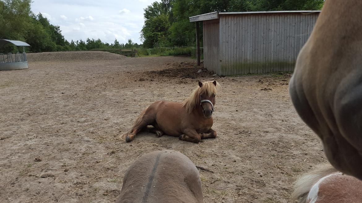 Shetlænder Markeslevgårds sam billede 18