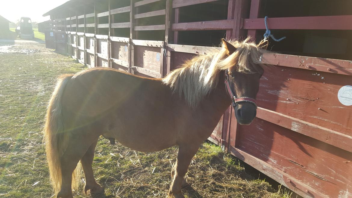 Shetlænder Markeslevgårds sam billede 19