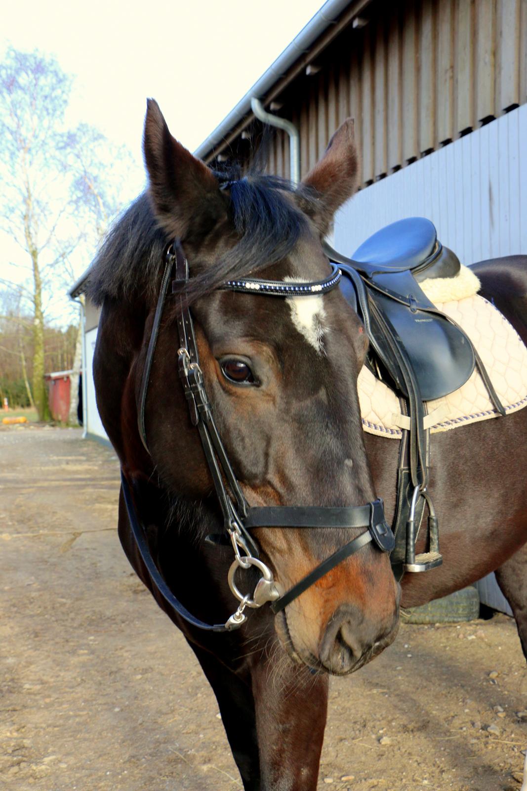 Anden særlig race Bessie - 19. marts 2016 billede 7