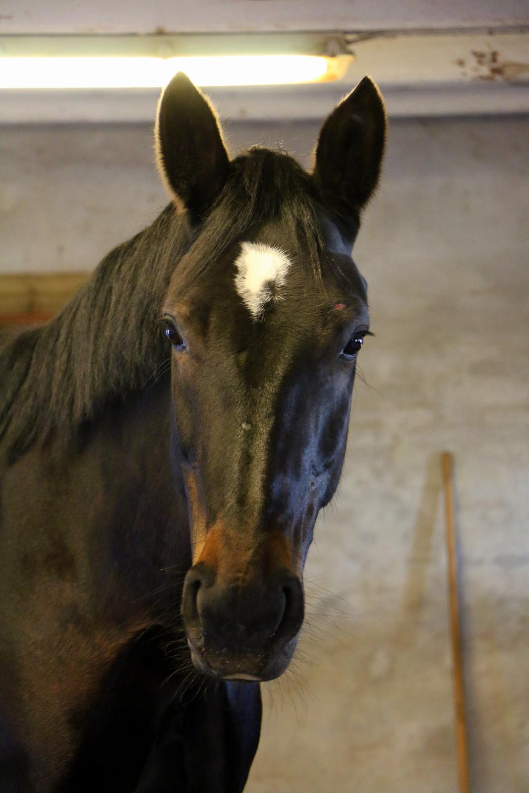 Anden særlig race Bessie - 19. marts 2016 billede 14