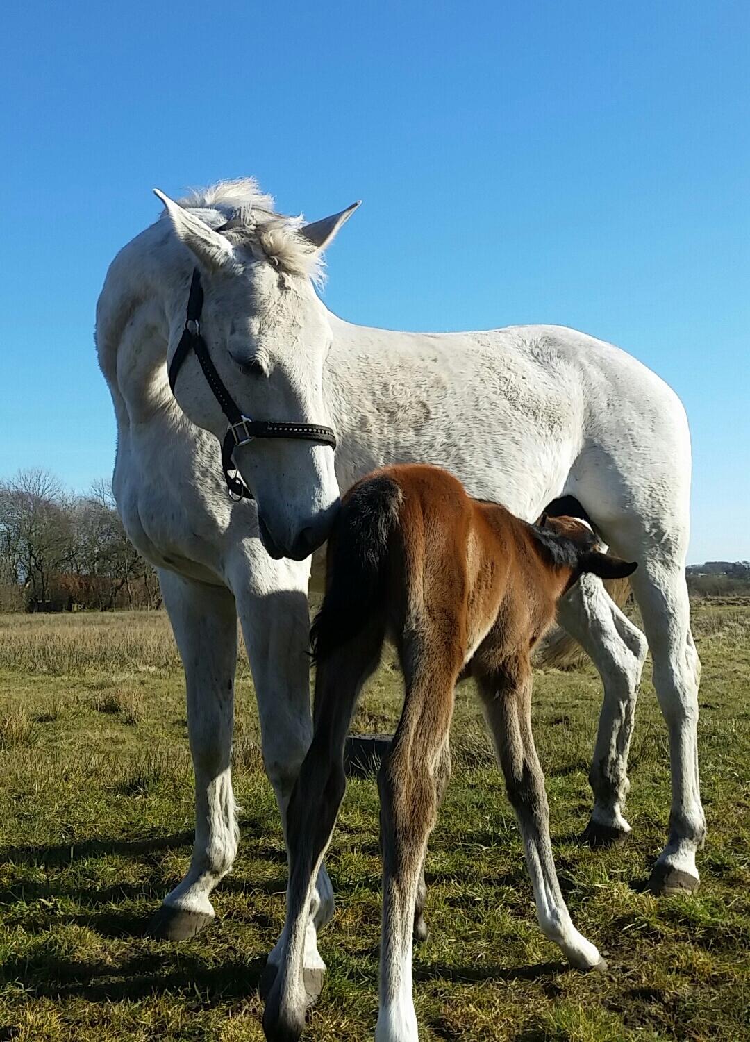 Dansk Varmblod La-Señorita Blanca  billede 11