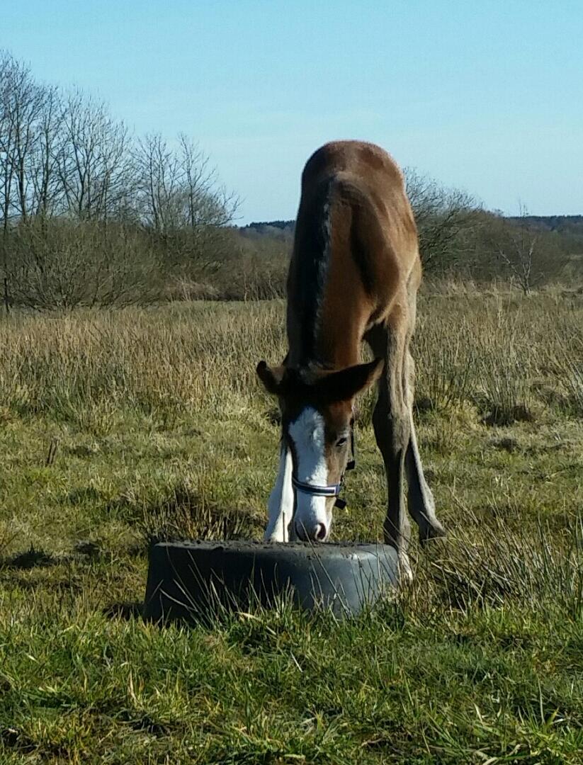 Dansk Varmblod La-Señorita Blanca  billede 17