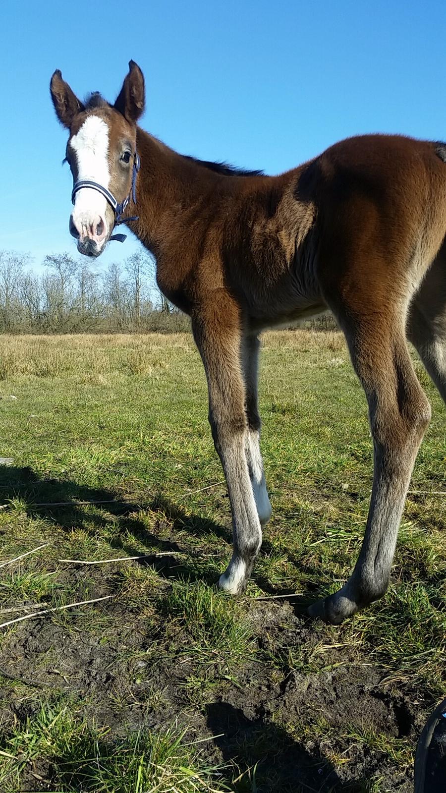 Dansk Varmblod La-Señorita Blanca  billede 12