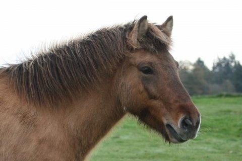 Islænder Esja fra innriskejabbrekku billede 1