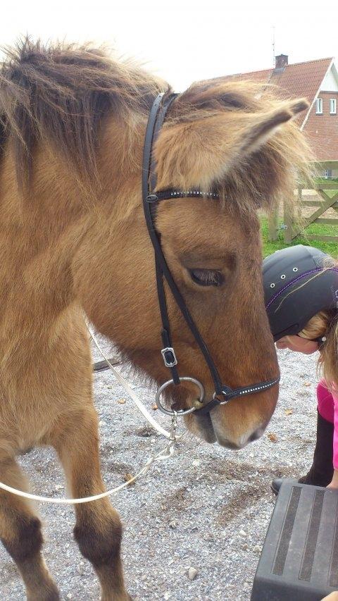 Islænder Esja fra innriskejabbrekku billede 2