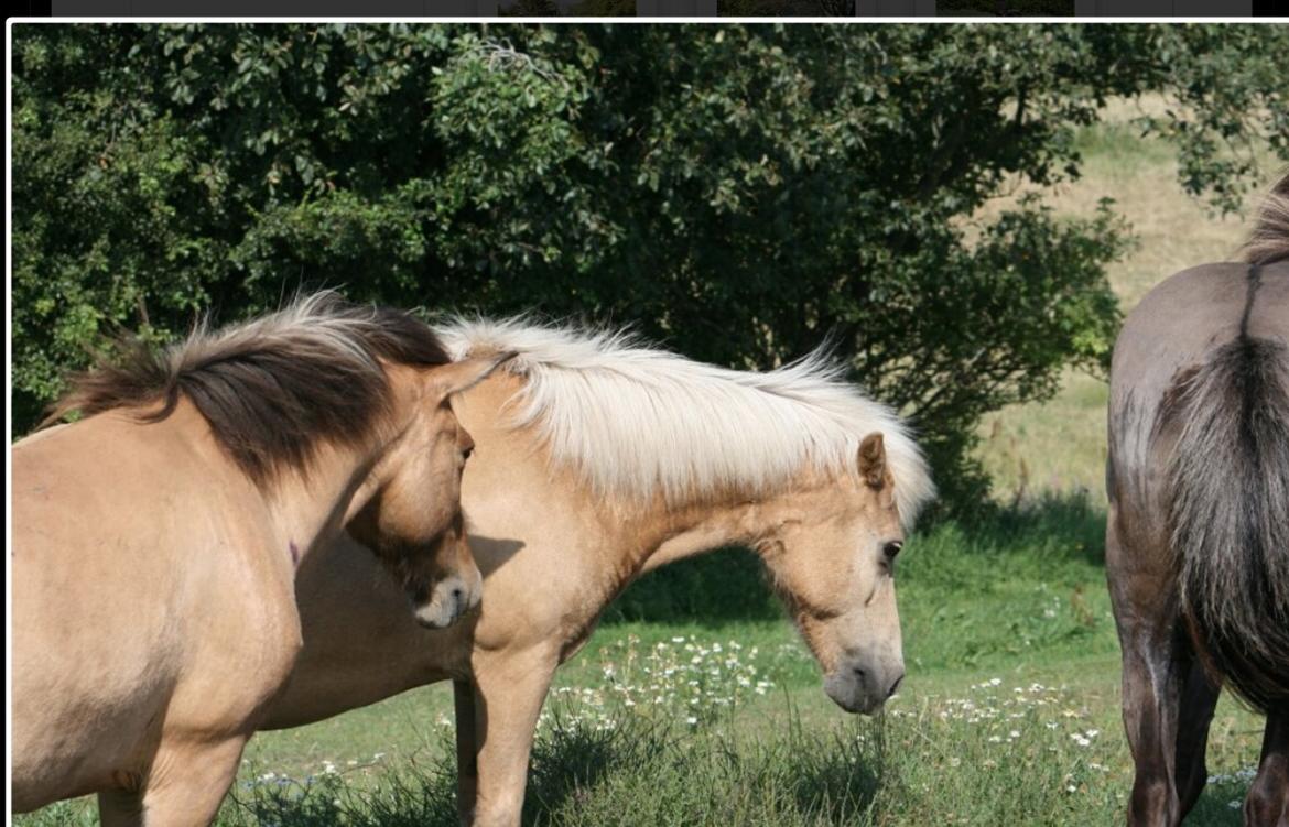 Islænder Esja fra innriskejabbrekku billede 5
