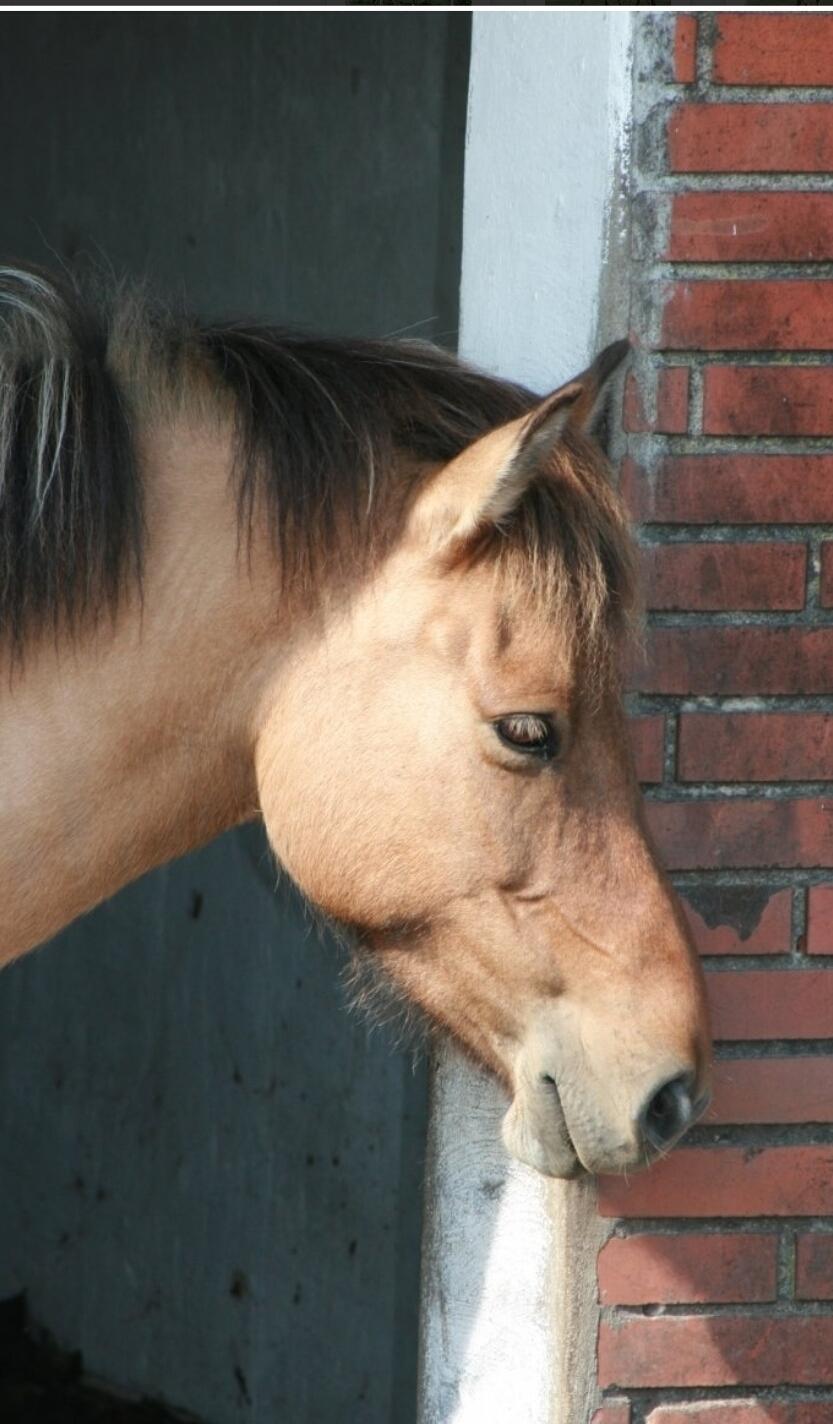 Islænder Esja fra innriskejabbrekku billede 3