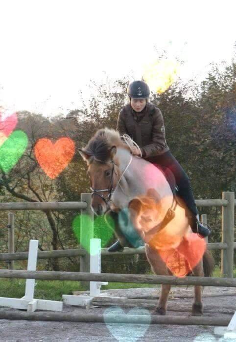 Islænder Esja fra innriskejabbrekku billede 4