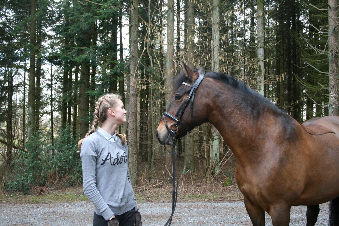 Anden særlig race Shja-shje billede 6