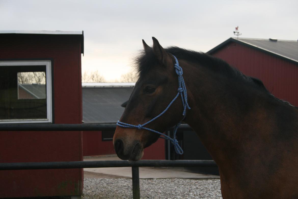 Anden særlig race Shja-shje billede 2