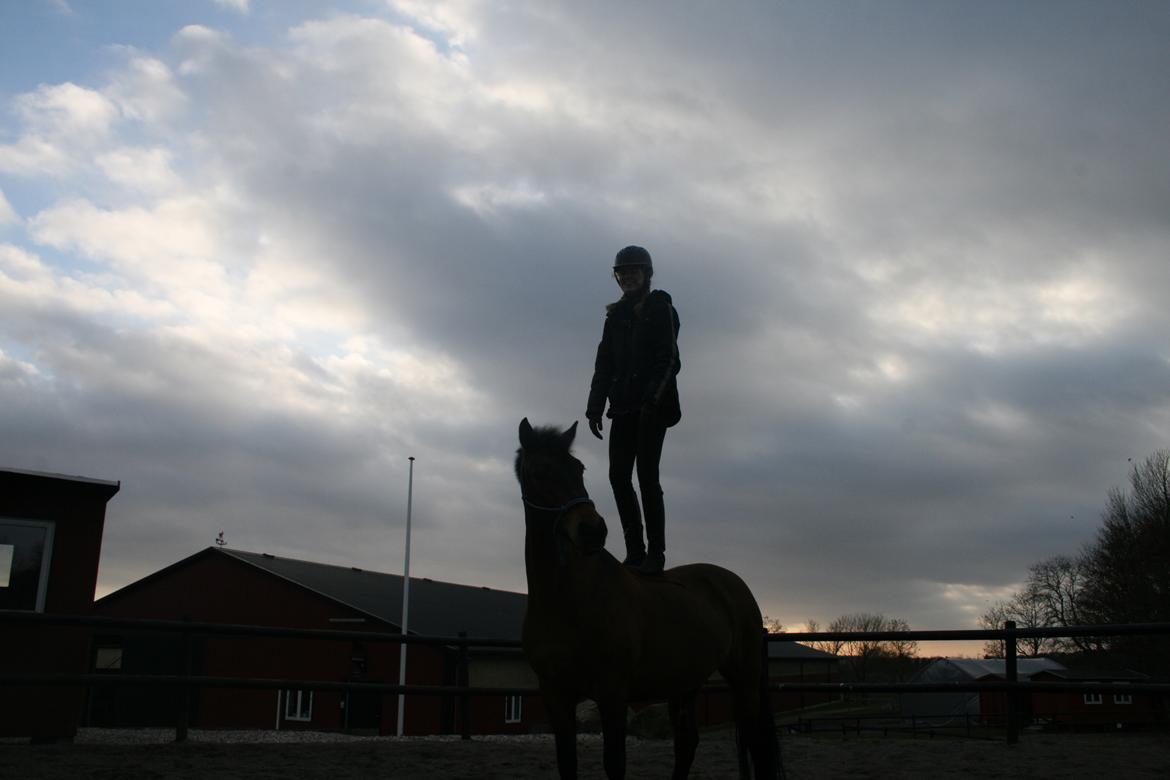 Anden særlig race Shja-shje - "Sandt venskab mellem to venner findes, hvor tavshed er behageligt," billede 8