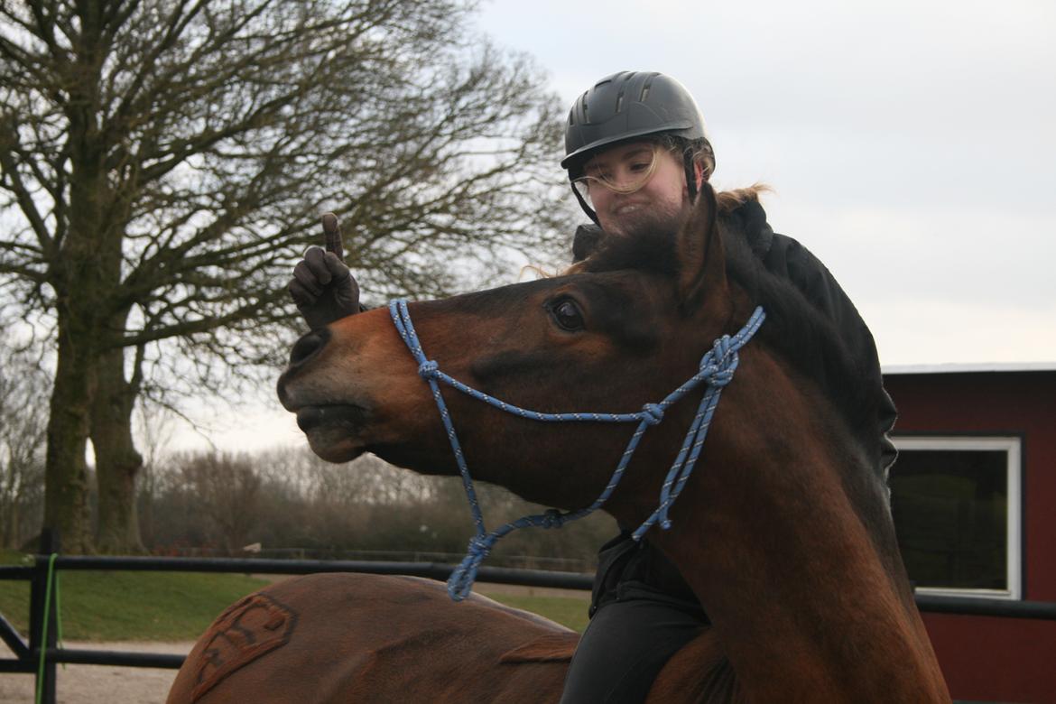 Anden særlig race Shja-shje billede 9