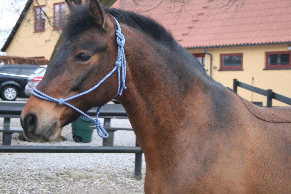 Anden særlig race Shja-shje billede 14