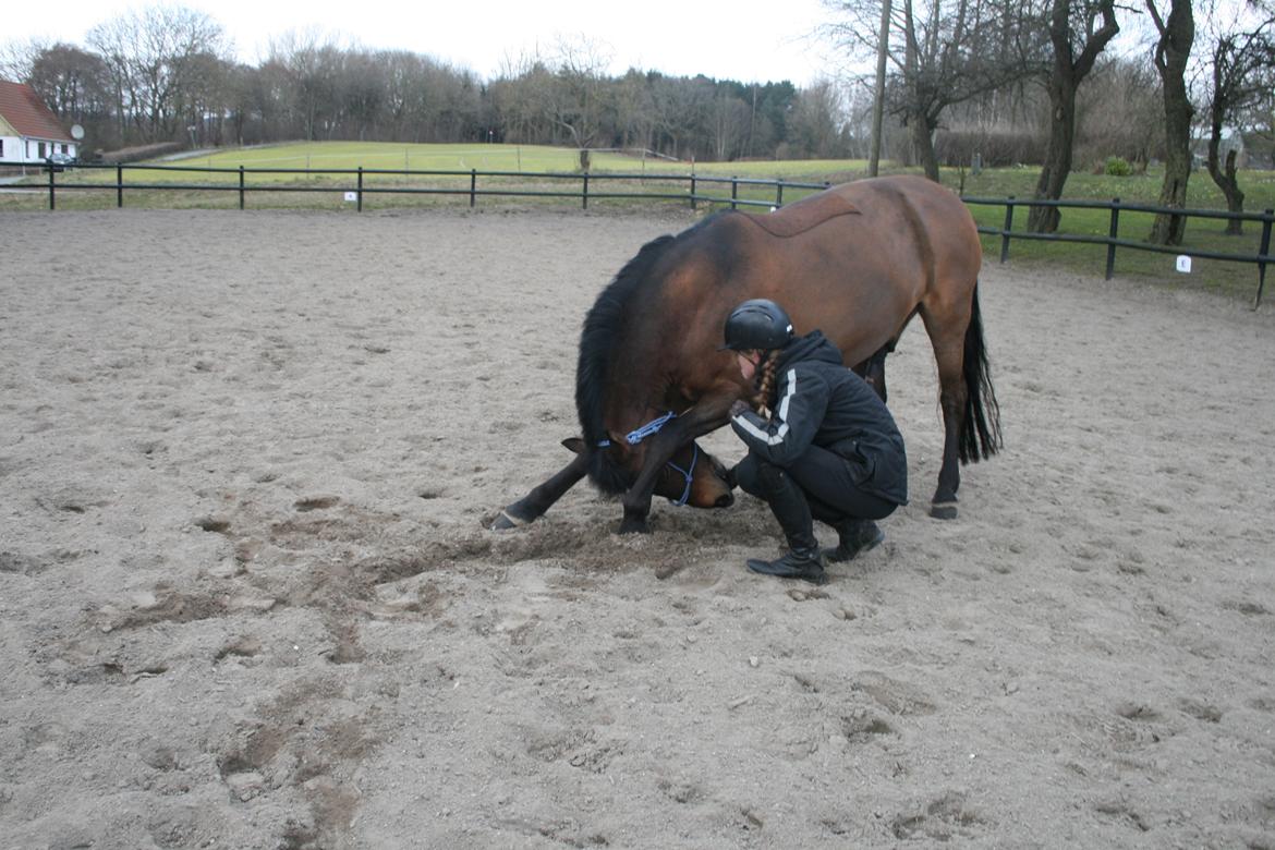 Anden særlig race Shja-shje - Vi kan da også nogle små tricks, her ser i vores påbegyndende trick neje:) billede 12