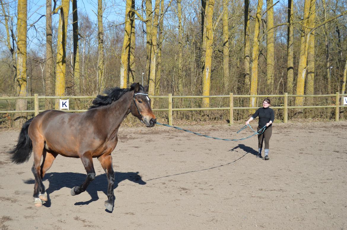 New Forest Birkilds Moreno billede 13