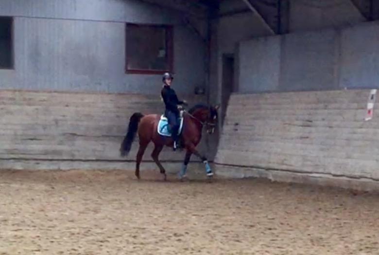 Arabisk fuldblod (OX) RAINMANN OX  billede 14