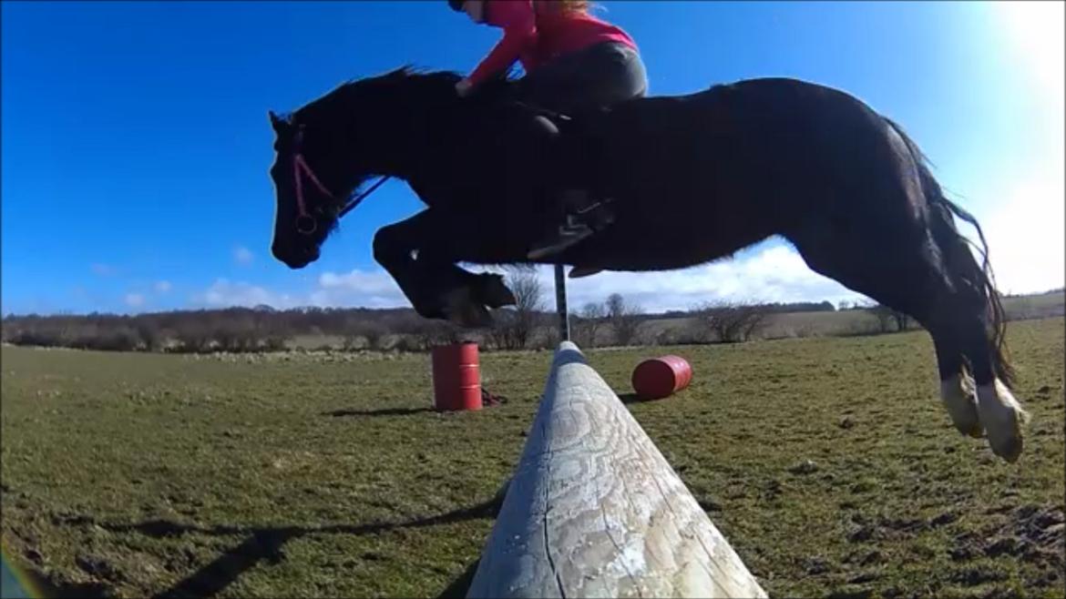Welsh Cob (sec D) Lesto Havannah Klubmester 2013! billede 1