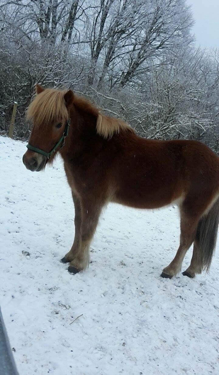 Islænder Svadilfari fra Hindø (Svarri) Tidligere Part billede 11