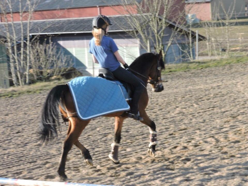 Anden særlig race Ole - Dressur, Marts 2016 <3 billede 6