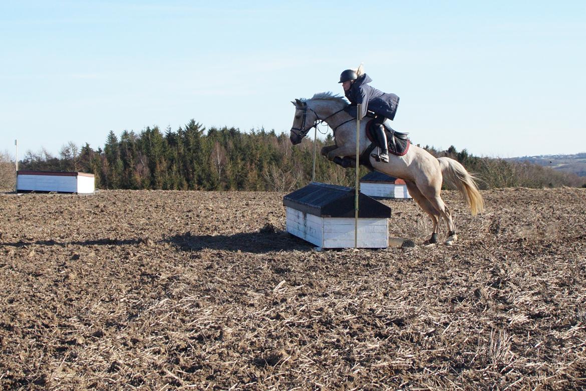 Palomino Stensgaardens chikita billede 19