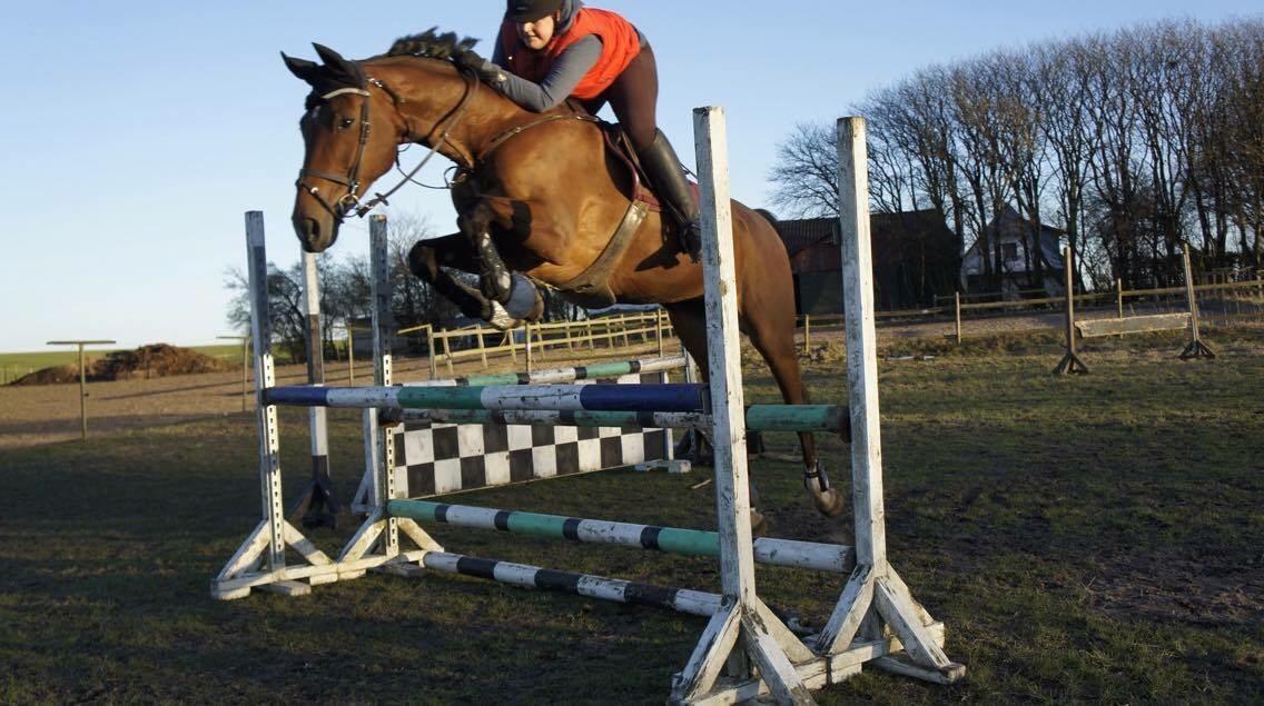 Hollandsk Varmblod Ruby's ursella billede 7