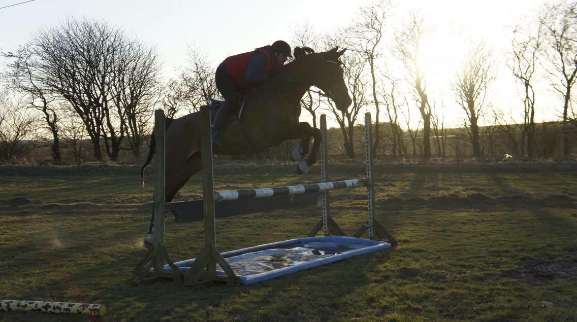 Hollandsk Varmblod Ruby's ursella billede 11