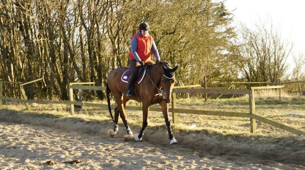 Hollandsk Varmblod Ruby's ursella billede 14