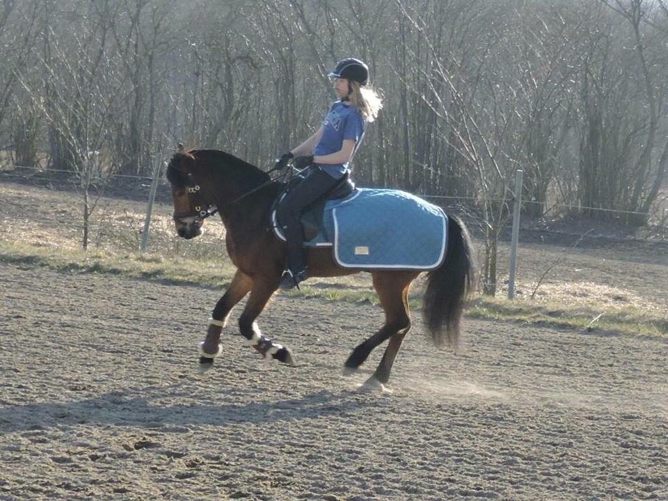 Anden særlig race Ole - Dressur, marts 2016 <3 billede 12