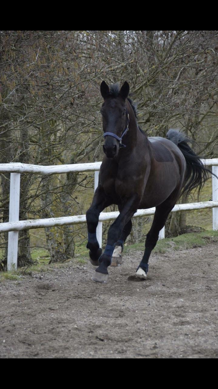 Oldenborg Flakkemosegårds Galantino billede 1