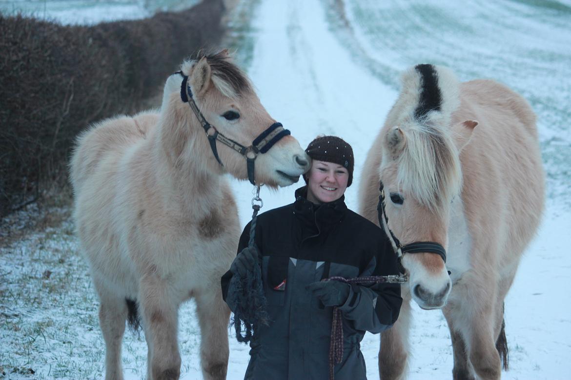 Fjordhest Lamhaves Casjo Sejr - Iskold januar-dag med Casjo og mor-Freja. billede 13