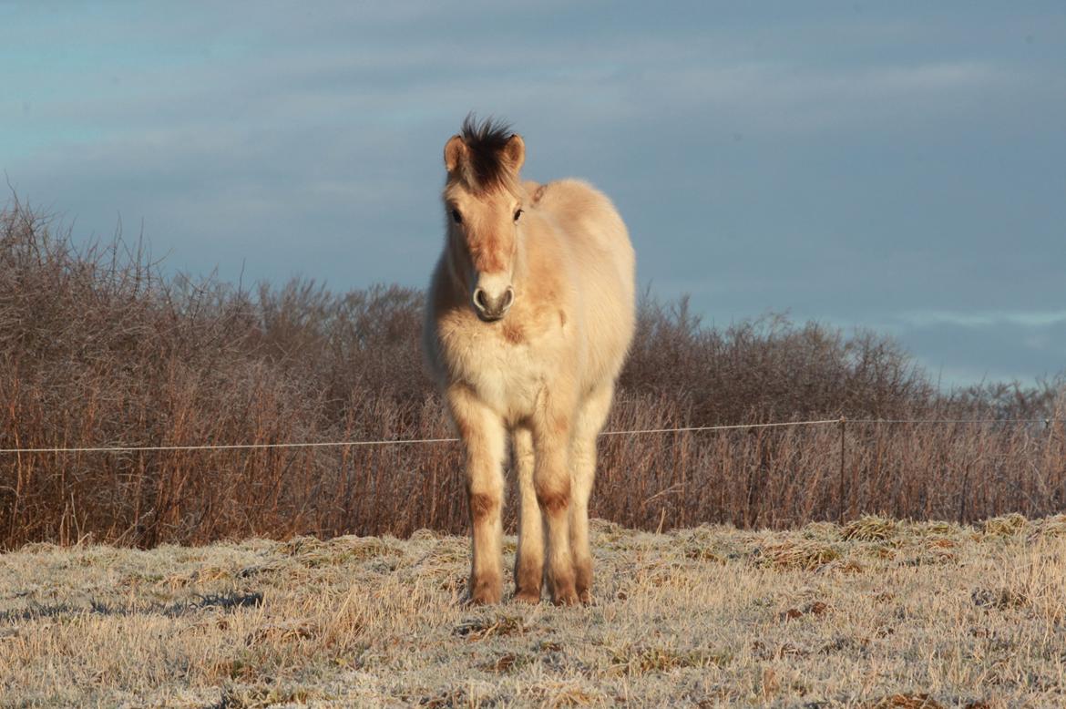 Fjordhest Lamhaves Casjo Sejr - En smuk januar-morgen på engen. billede 11