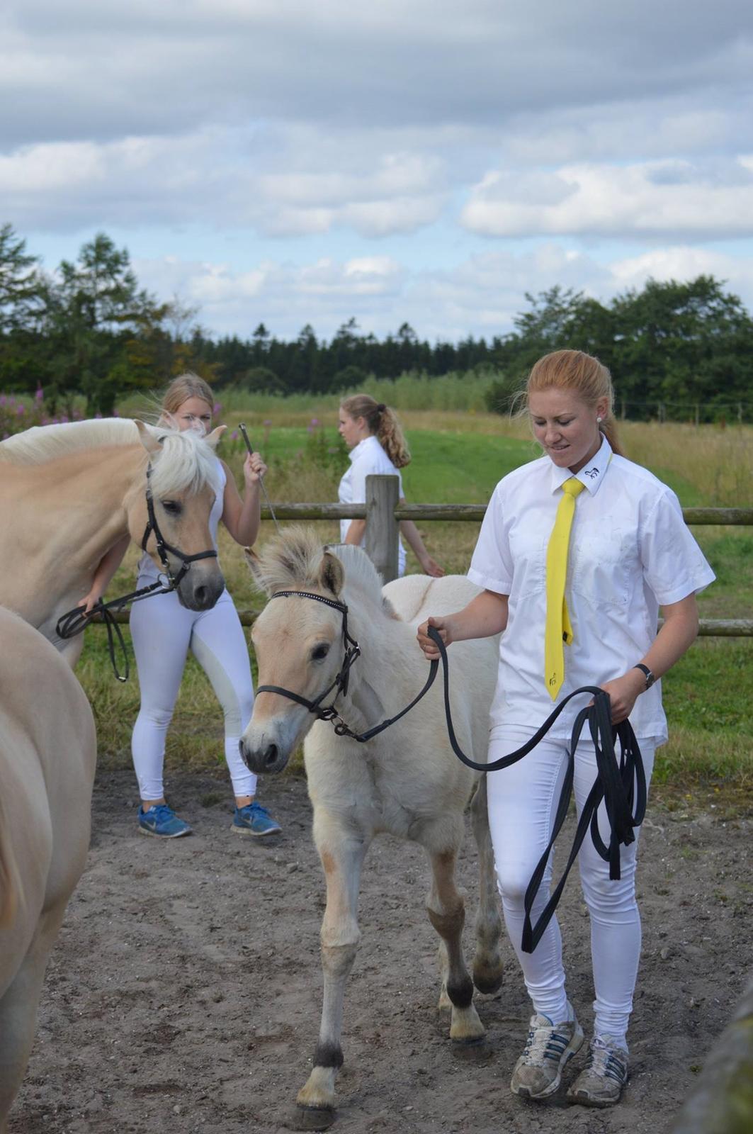 Fjordhest Lamhaves Casjo Sejr - Banditten Casjo og jeg til følskue i Bække. billede 17