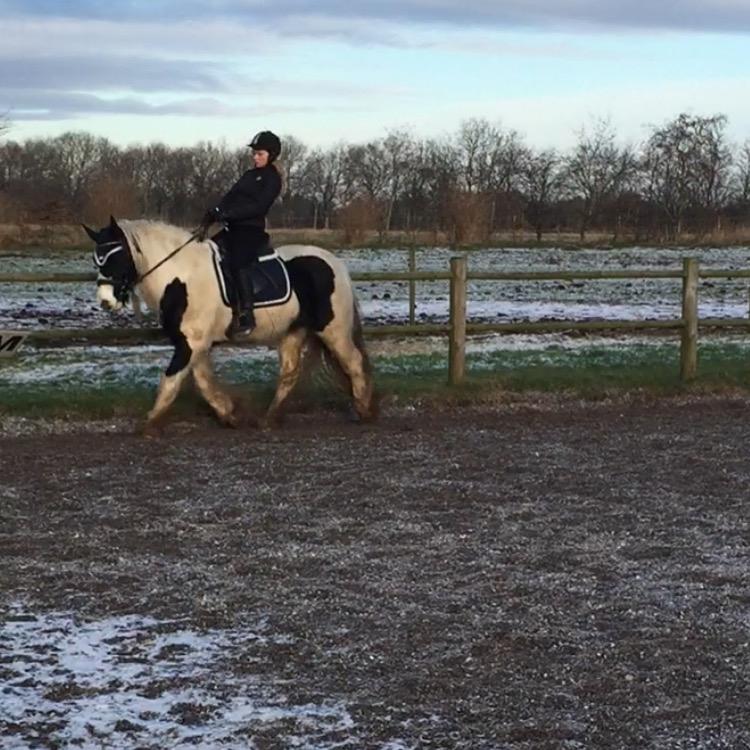 Tinker Sir Archibald af Østerbygaard billede 9