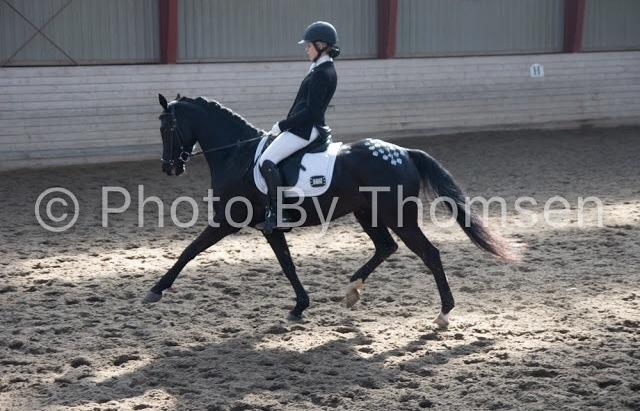 Welsh Partbred (Sec F) Laibek's Fulton - "B" pony !!!! billede 9