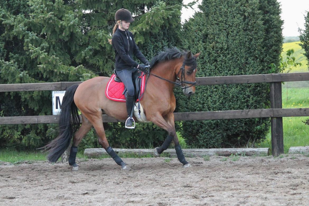 DSP Nymfe Stengaard (B-pony) billede 18