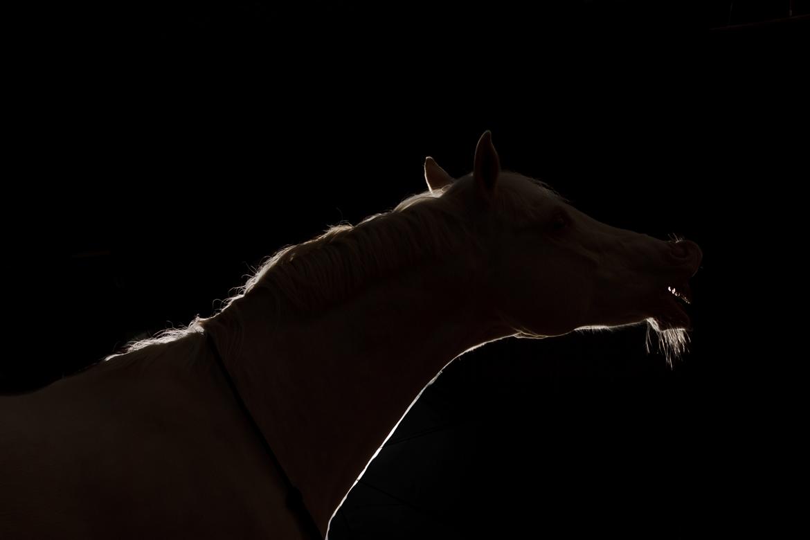 Palomino Moonhaze Silver Spiral billede 18