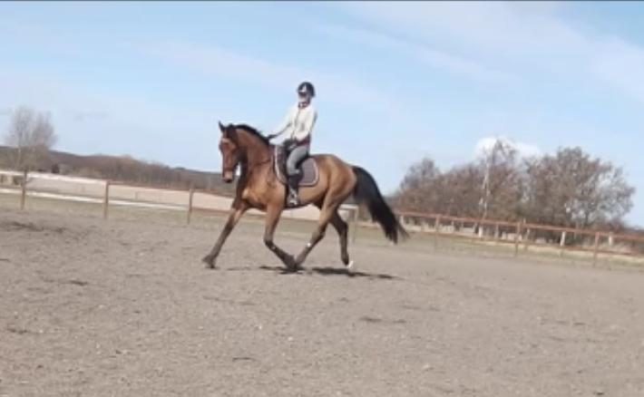 Dansk Varmblod Nevell billede 4