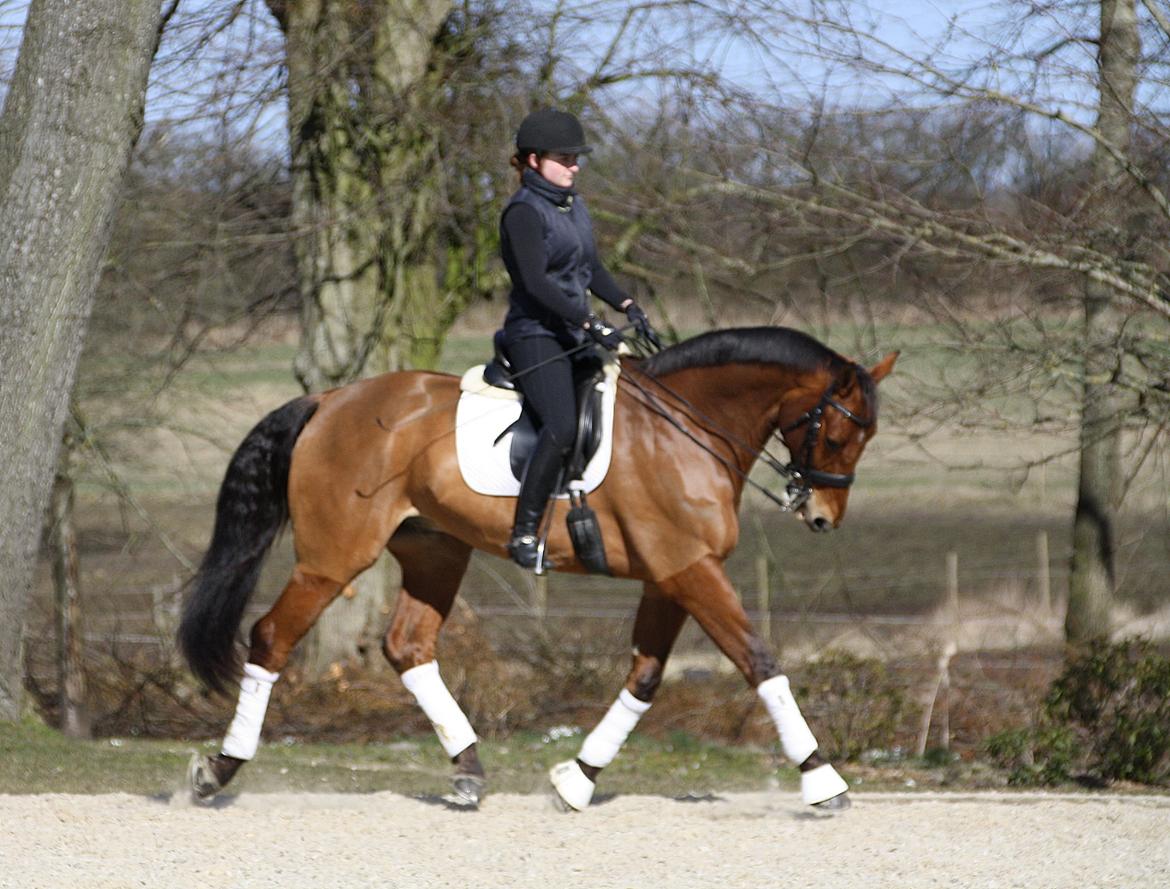 Dansk Varmblod Lillemarkens Cicato billede 3