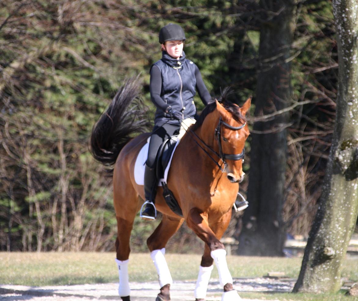 Dansk Varmblod Lillemarkens Cicato billede 1