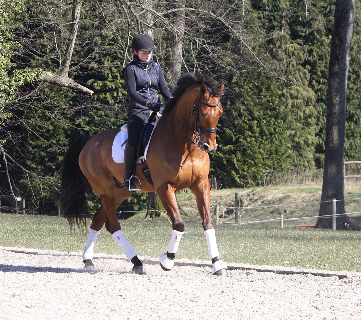 Dansk Varmblod Lillemarkens Cicato billede 12