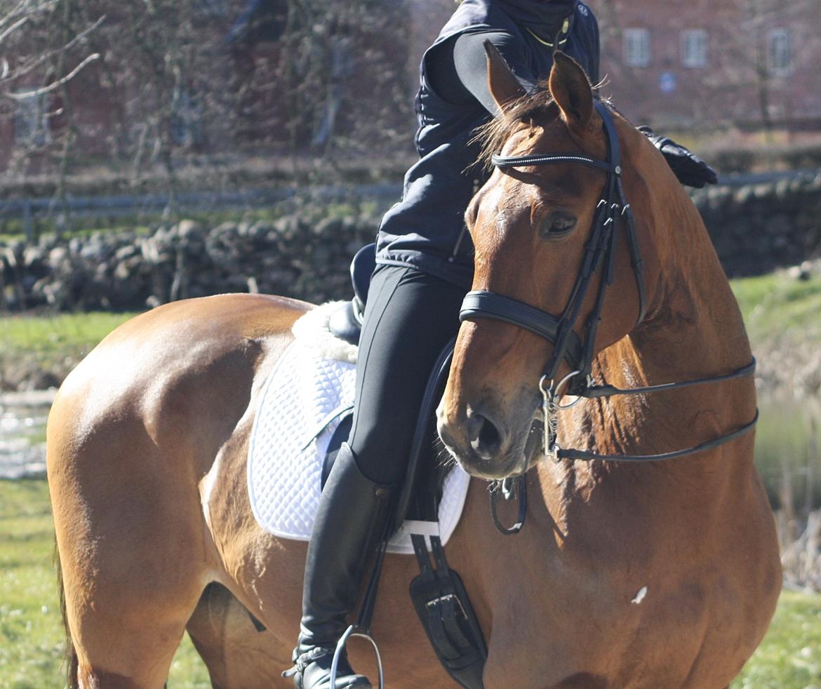 Dansk Varmblod Lillemarkens Cicato billede 7