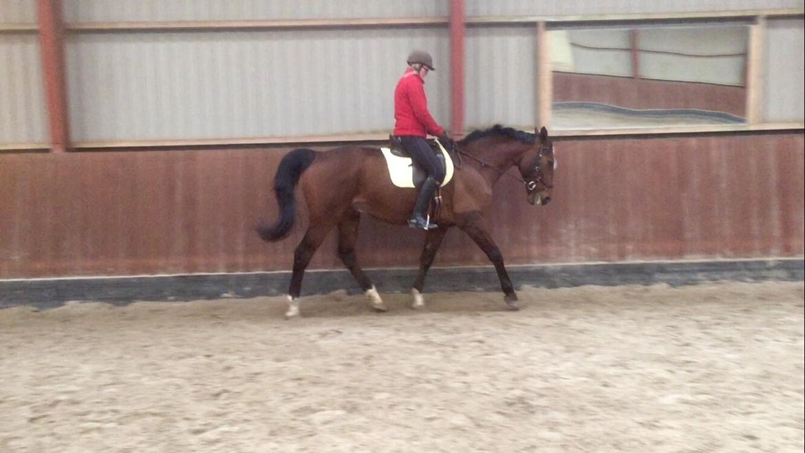 Palomino Charlie Stauslykke billede 20