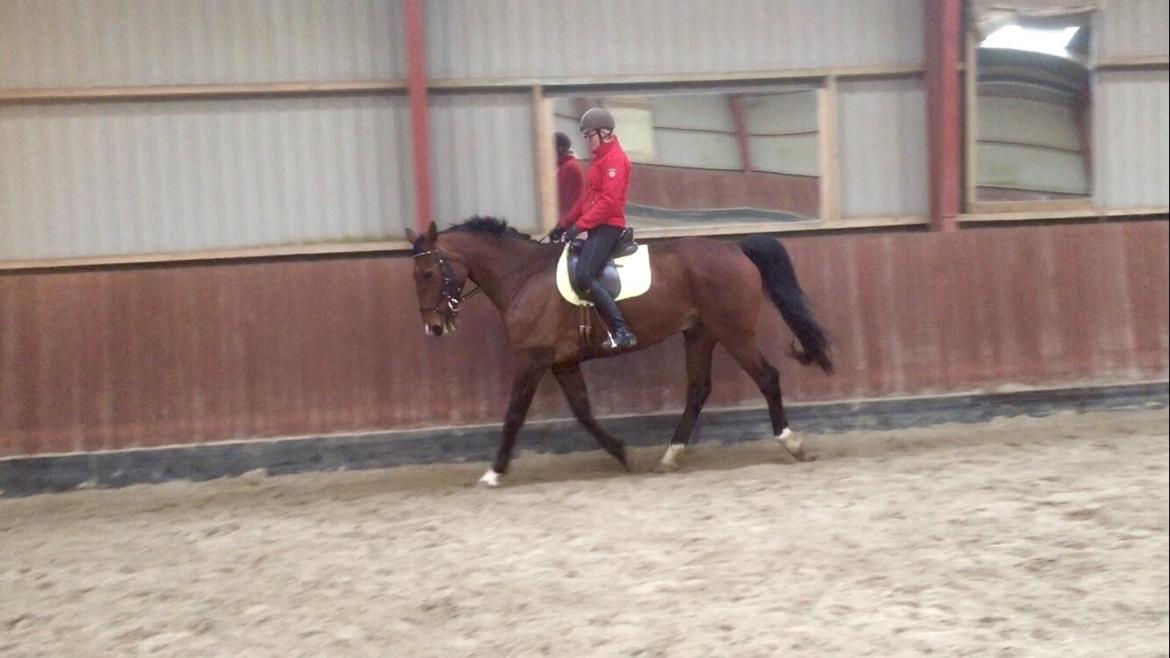 Palomino Charlie Stauslykke billede 21