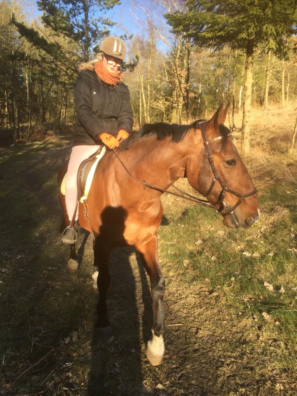 Palomino Charlie Stauslykke billede 22