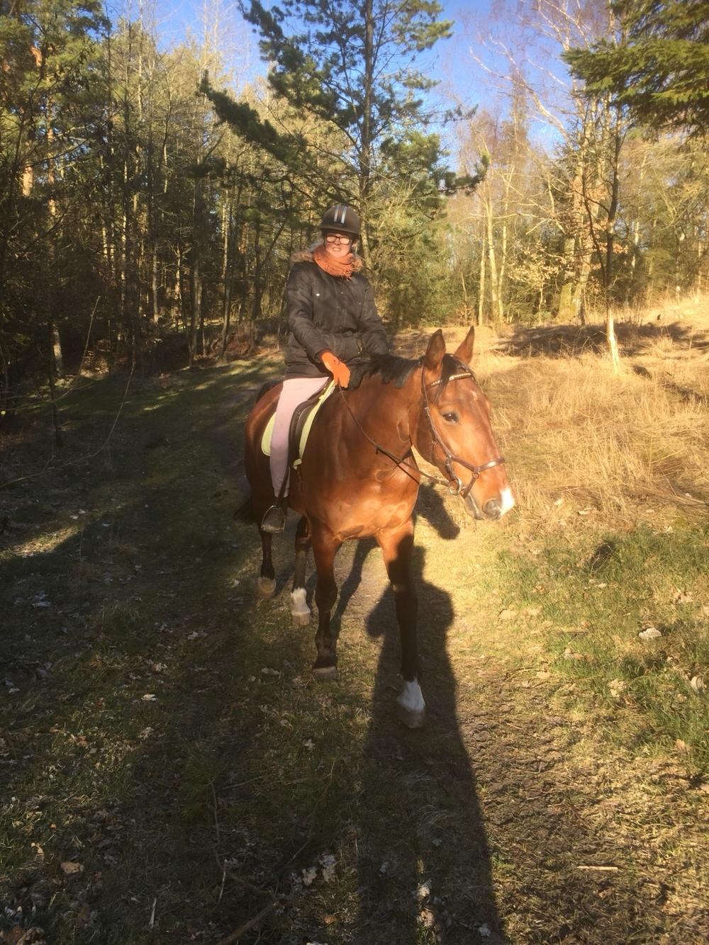 Palomino Charlie Stauslykke billede 23