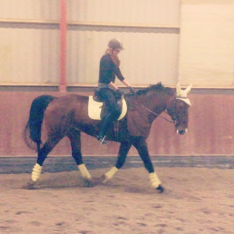 Palomino Charlie Stauslykke billede 24