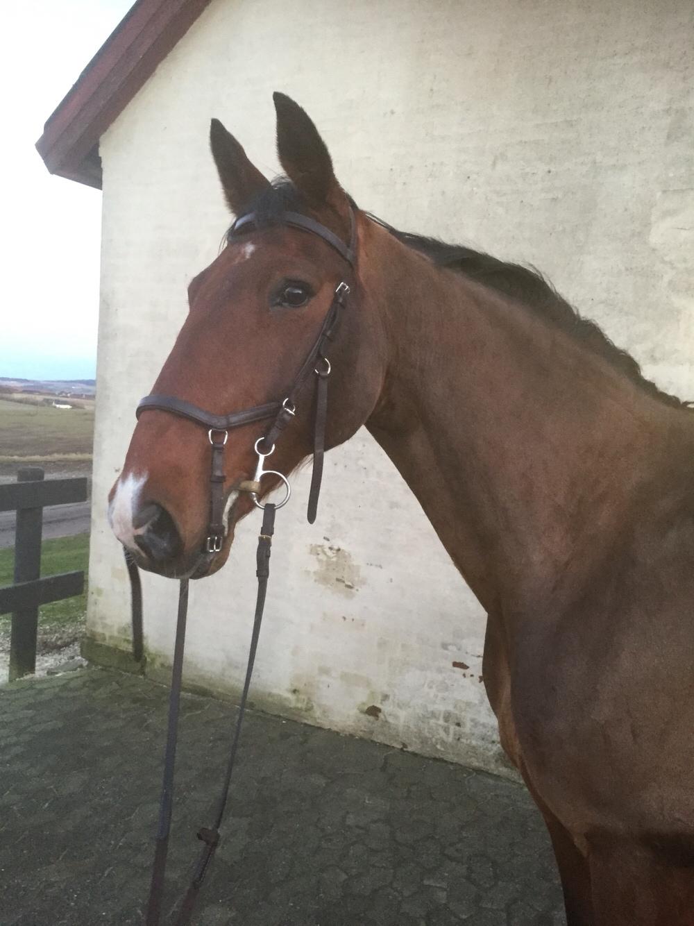 Palomino Charlie Stauslykke billede 25