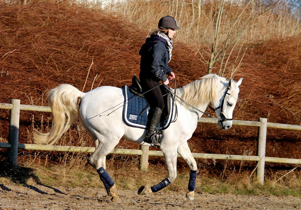 Arabisk fuldblod (OX) RM Al Qadir - D. 16 marts 2016. Foto: Marie F. billede 6