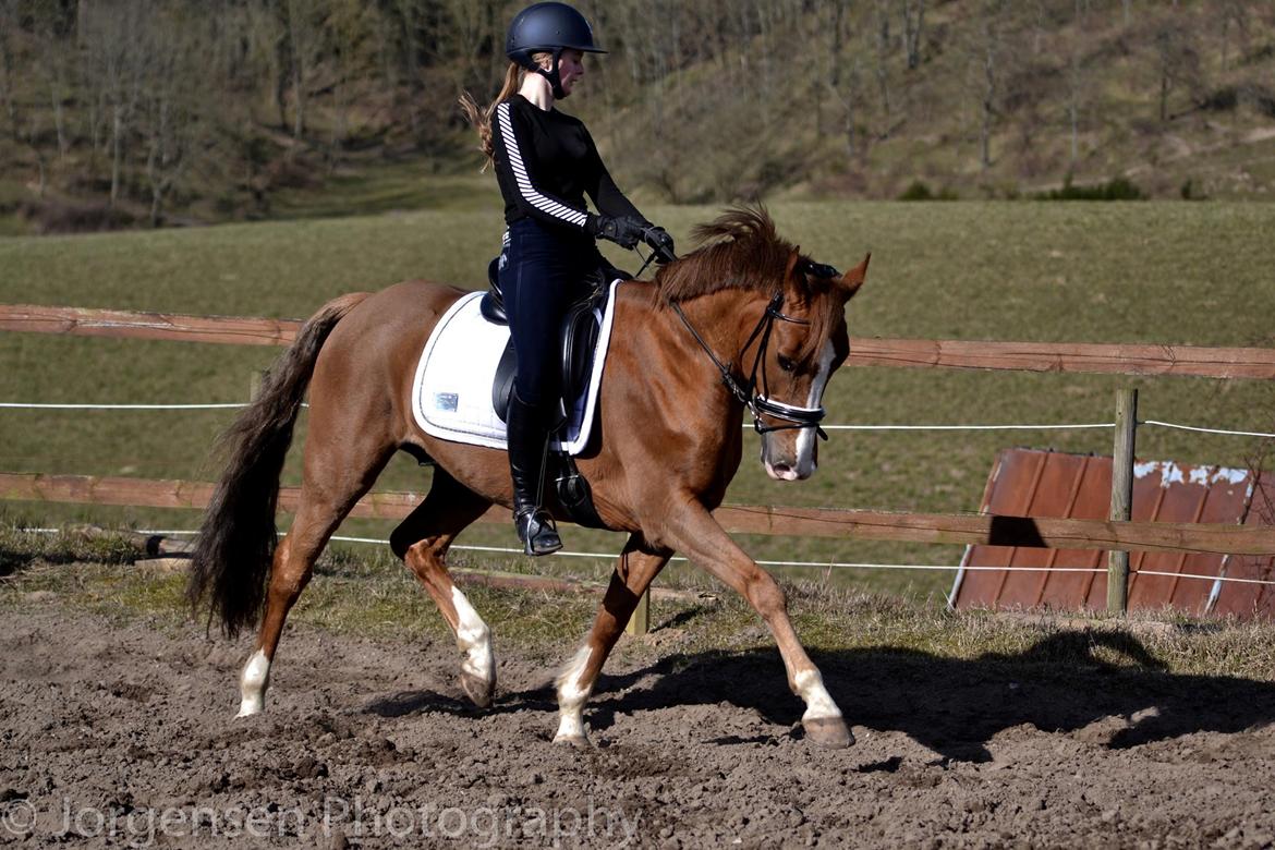 DSP B-pony Mr. karlsson - Stjerne pony til træning // Marts 2016 billede 9
