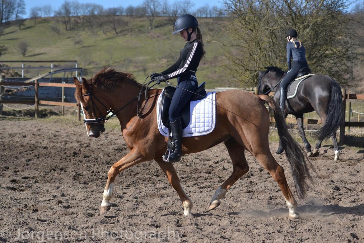 DSP B-pony Mr. karlsson - Dressur træning // Marts 2016 billede 3